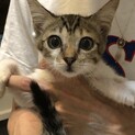 【チャヌ】おかげ様で里親さまが決まりました！