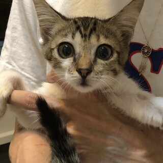 【チャヌ】おかげ様で里親さまが決まりました！