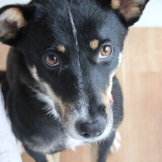 少し慎重、日々成長中の元気な女の子おはぎ