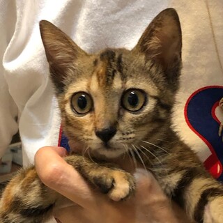 【アイサー】おかげさまで里親様が決まりました。