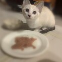 甘えん坊で元気な女の子です。