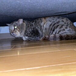 保護猫ちゃんの懐かせ方が分かりません。