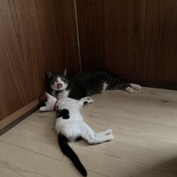 トムさん、犬とも猫とも関係ない生物の話