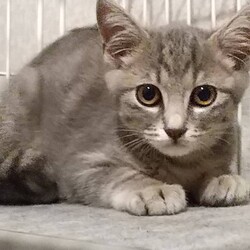 保護猫の譲渡会in守山