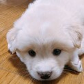 募集一旦停止中です(なるちゃん)