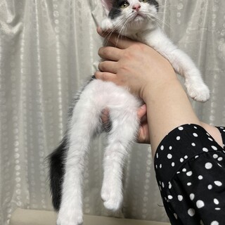 ハチワレ(女の子2ヶ月)