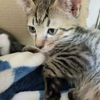 雑種のオス２カ月半キジの子猫ちゃん