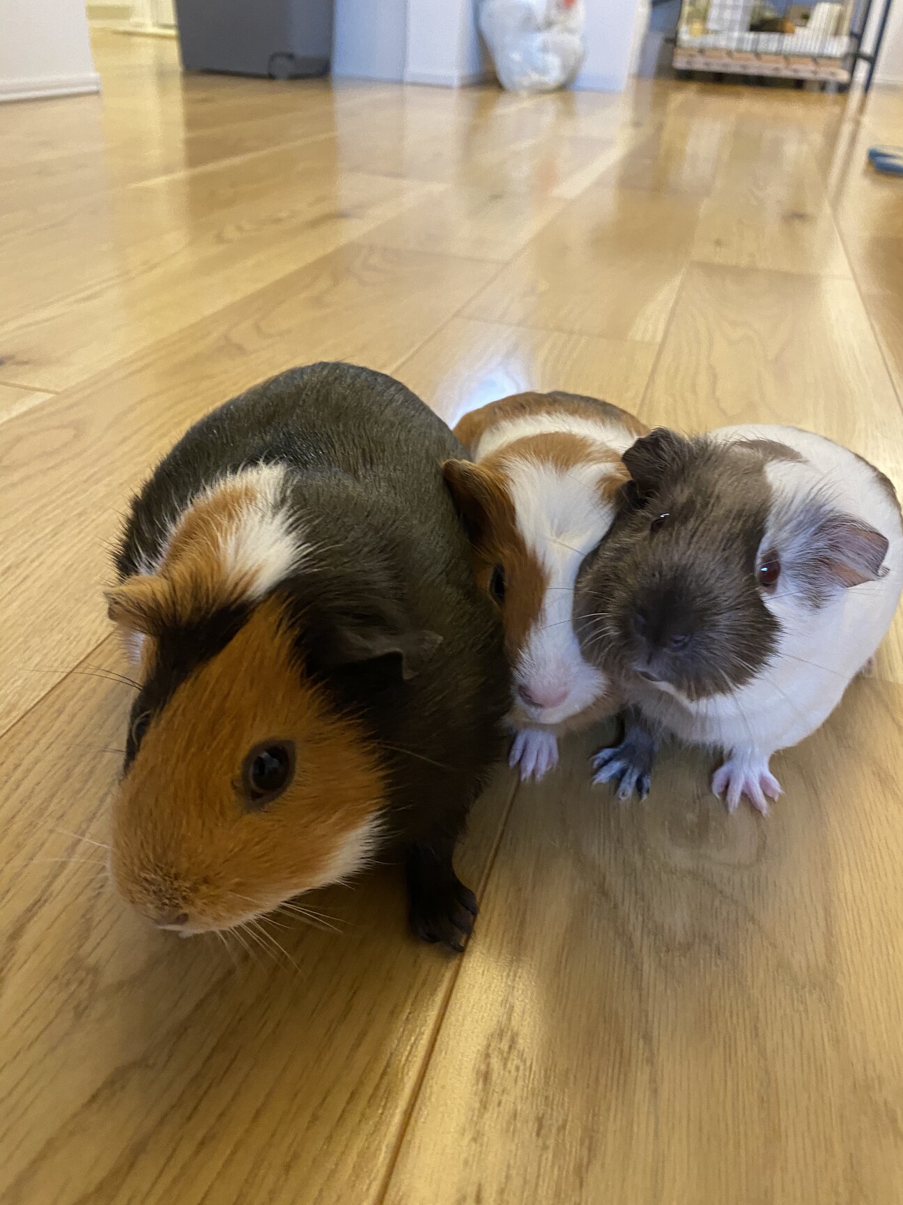 可愛い母モルとメスの子モルです 埼玉県 小動物の里親募集 ペットのおうち 月間利用者150万人