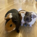 可愛い母モルとメスの子モルです