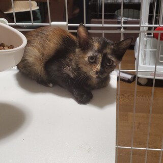 シャイなサーちゃんです。