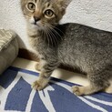 素敵な里親さんが見つかりました☆オト