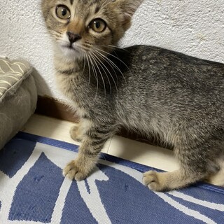 素敵な里親さんが見つかりました☆オト