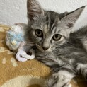 素敵な里親さんがみつかりました☆ムーン