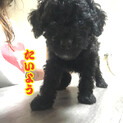 MIX犬の仔犬　里親様募集中です