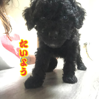 MIX犬の仔犬　里親様募集中です