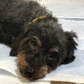 MIXの繁殖犬のお母さんでした