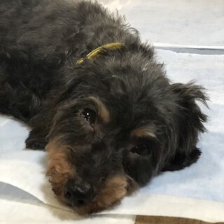 MIXの繁殖犬のお母さんでした