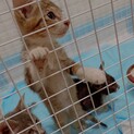 ！子猫4匹の里親さま募集！