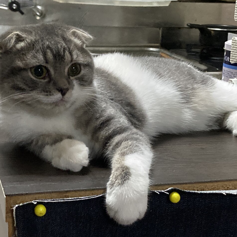 鯉のカバー写真