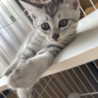 可愛いサバトラちゃん(里親決定！)