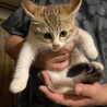 写真左側の子猫の里親さんに募集 サムネイル3