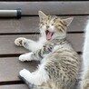 写真左側の子猫の里親さんに募集 サムネイル4