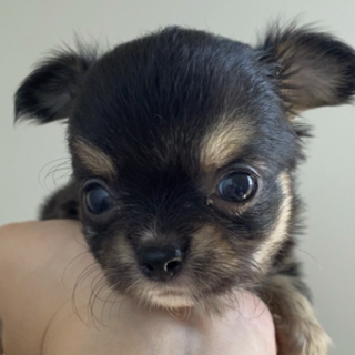 チワワ 岐阜県が募集対象 子犬 里親募集情報 ペットのおうち 月間利用者150万人