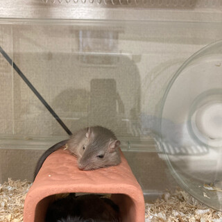 カラージャービル(スナネズミ)♂1匹里親募集！