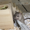 カラージャービル(スナネズミ)♂1匹里親募集！ サムネイル4