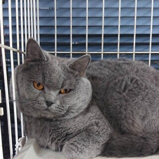 ブリティッシュのアドくん