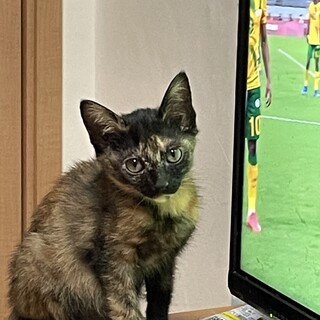 なつこい夏ちゃん