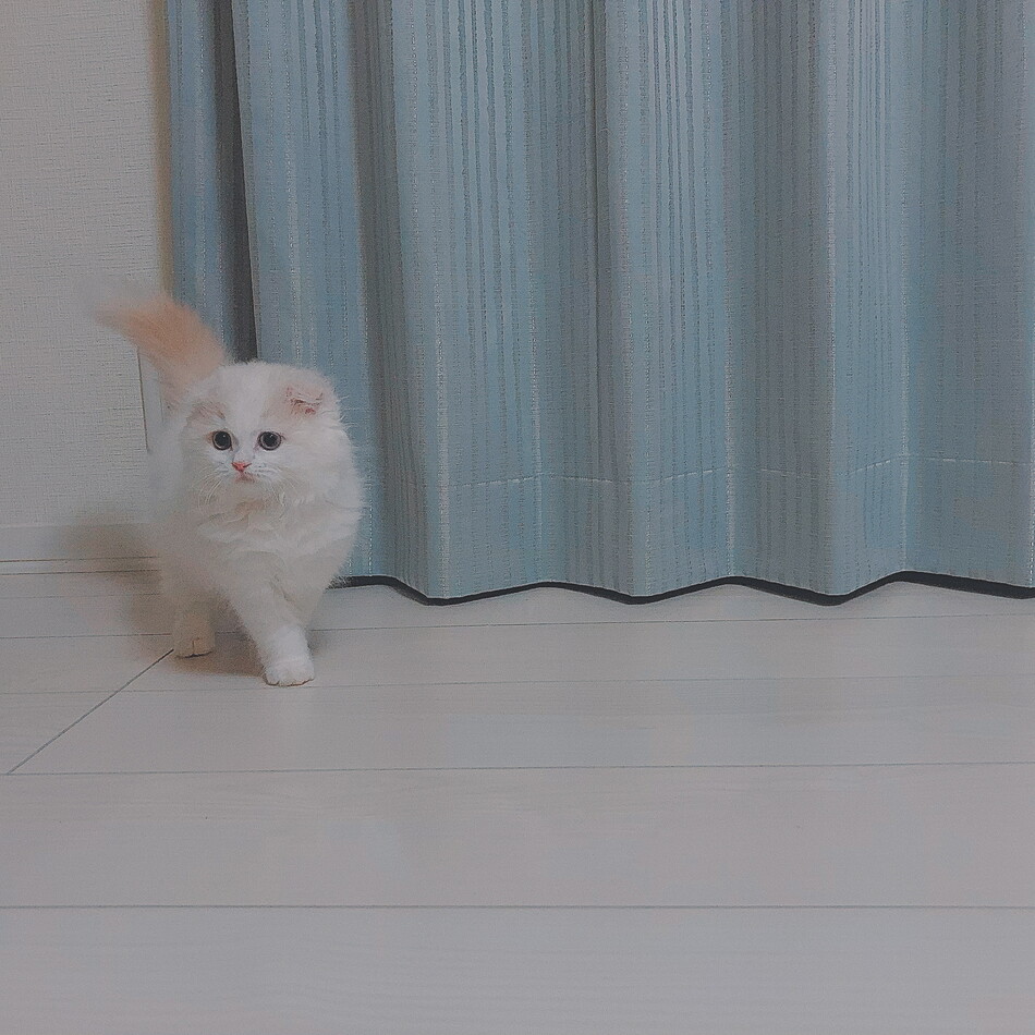 おもちのカバー写真