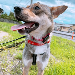 【交渉中】小柄な男の子【れお】くん