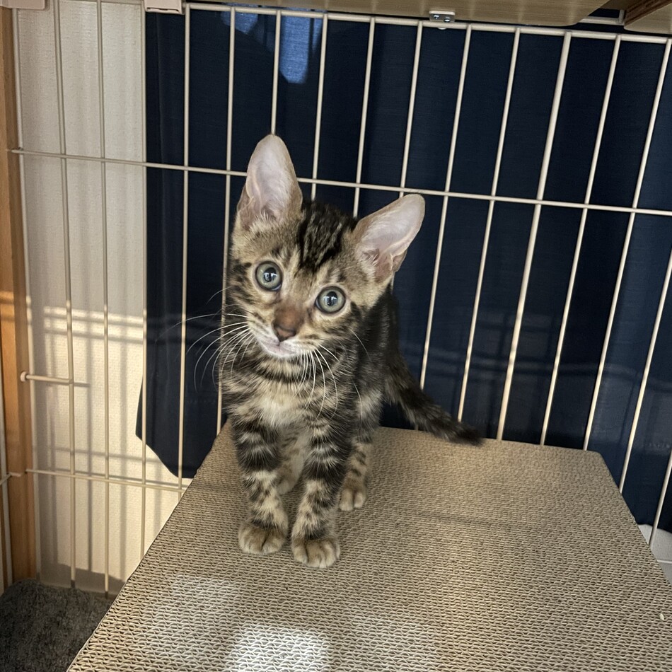 ティアのカバー写真