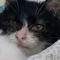 小柄でしっぽの長い長毛ねこちゃん（最終募集）