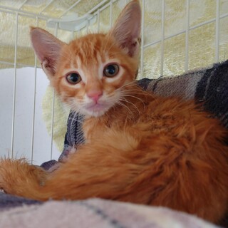 譲渡されました☆朝早くに有難うございました！