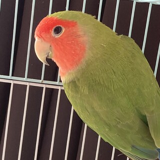 【コザクラインコ】1歳半・オス・大人しい・甘えん坊