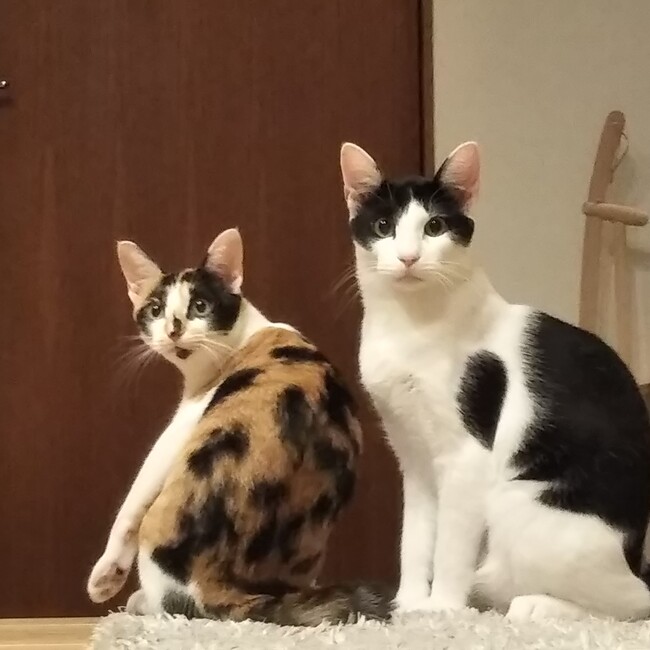 ゆんばのカバー写真