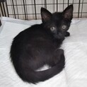 黒猫のメス2ヶ月(猫白血病治療中)