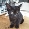 黒猫のメス2ヶ月(猫白血病治療中) サムネイル2