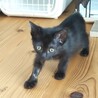 黒猫のメス2ヶ月(猫白血病治療中) サムネイル3