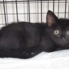 黒猫のメス2ヶ月(猫白血病治療中) サムネイル4