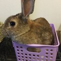 保護うさぎ・佐渡っこ このみちゃん