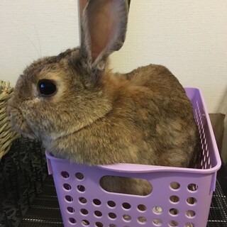 保護うさぎ・佐渡っこ このみちゃん