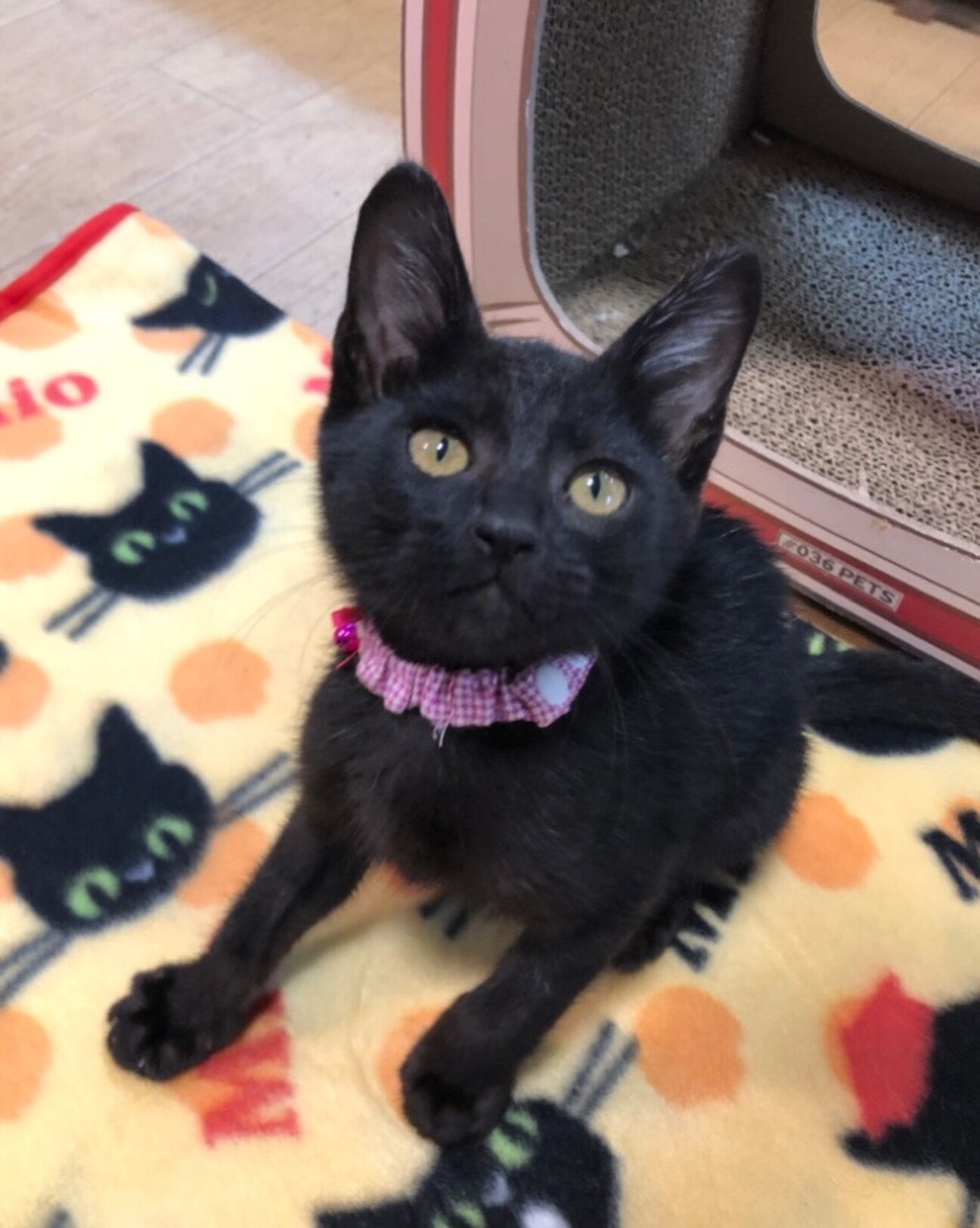 イケメン活発甘えん坊の黒猫男子 福岡県 猫の里親募集 ペットのおうち 月間利用者150万人 イケメン活発甘えん坊の黒猫男子 福岡県 猫の里親募集 ペットのおうち 月間利用者150万人