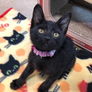 イケメン活発甘えん坊の黒猫男子
