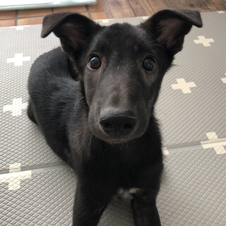 mixの子犬　はるくん
