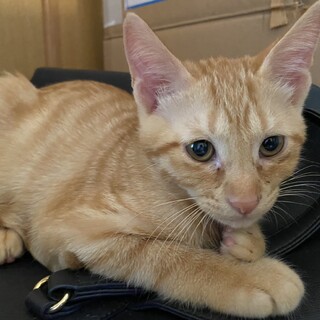 里親決定しました