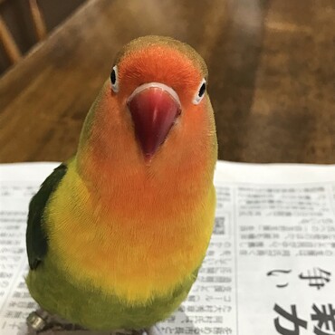 私(飼い主)はトリの正面顔フェチです
