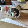 の写真